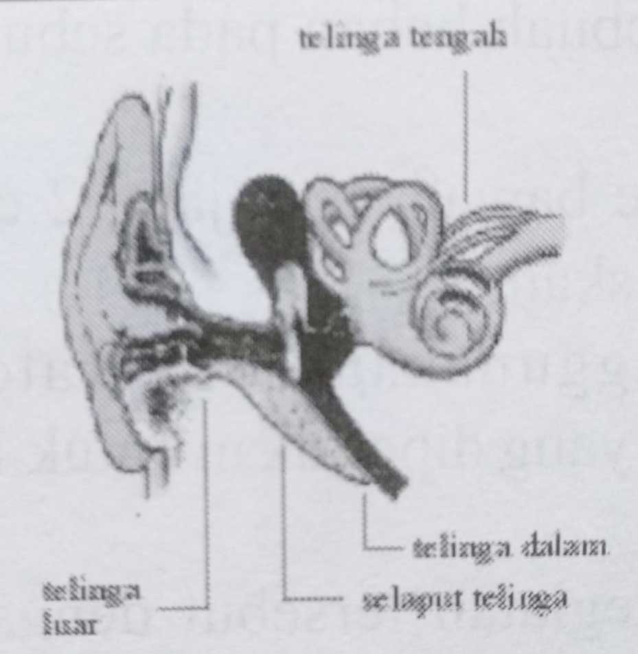 telinga manusia